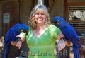 Довольно синий Гиацинт попугаев ара для принятия